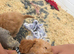F1b cockapoo 3 girls