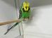 Selection of young & adult exhibition budgies