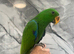 Baby Handreared Male Very Tame Eclectus Parrot,30