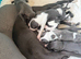 3 boys and 3 girl available. Whippet pups