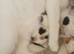 Beautiful newborn kittens ready in several weeks