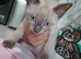Ragdoll x sphynx last boy left