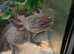 Our beautiful axolotl needs a new home