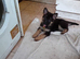 2 pups left to go