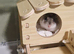 A russian dwarf hamster