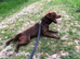 Chocolate patterdale