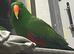 Stunning Male Eclectus Parrot &ndash; very Tame