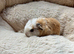 Swiss guinea pigs for sale