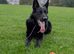 Kc registered German shepherd stud