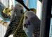 Baby budgies Glasgow