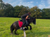For sale Samantha 5years old cob mare