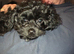 Cavapoo