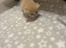 Ragdoll Cross Kittens