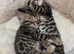 Bengal kittens x3 pedigree tica reg