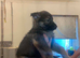 Wolfdogx husky hybrid x german shepherd