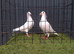 White bussheart breeder pair