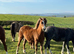 Registered Welsh section A yearling filly