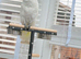 Greater Sulphur-Crested Cockatoo
