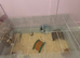 Syrian hamster