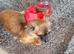 Tcup chihuahua girl