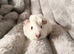 Single male guinea pig