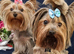 Adorable Yorkshire Terrier Puppies