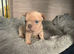 Red fawn French bull dogss