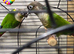 Proven breeding pair