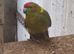 Kakariki