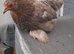 1 pekin bantam chicken