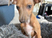 Italian Greyhound puppy