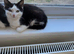 3 kittens