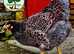 BLUE LACED WYANDOTTE HATCHING EGGS.