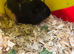 Two males guinea pigs for sale