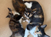 Two female kittens for sale