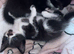 3 kittens all boys