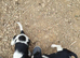 4 beautiful springer pups