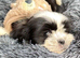 Stunning Shih Tzu male pup for sale