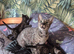F3 savannah kittens