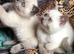 Purebred Colourpoint BSH kittens / blue point , lilac point