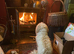 Teddy Toy Poodle
