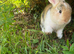 Gorgeous (7 Month Old) Mini Lop Mix Buck
