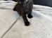 BEAUTIFUL GINGER/GINGER WHITE BOY KITTENS FOR SALE