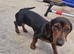 Mini merle daschund