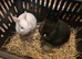 3 Netherland dwarf bunnies for sale