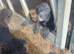 Labrador cross collie