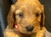 F1 cockapoo ready 16 July