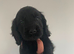 Cockerdor puppy