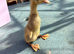 5 x ducklings
