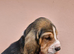 Blanket tri basset hound puppy